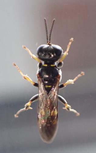 Réf. 319 785 : Crossocerus sp.